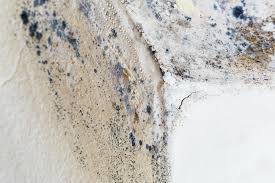 Best Mold Damage Restoration  in Wildwood Lake, TN